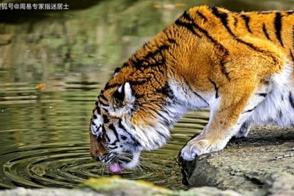 属虎的孩子,四月初三出生,命运的奥秘与人生的契机 属虎的孩子,四月初三出生,命运的奥秘与人生的契机