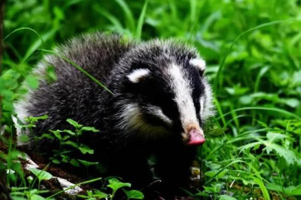 壬戌年出生的狗属什么命?解密属于你的命运之旅! 壬戌年出生的狗属什么命?解密属于你的命运之旅!