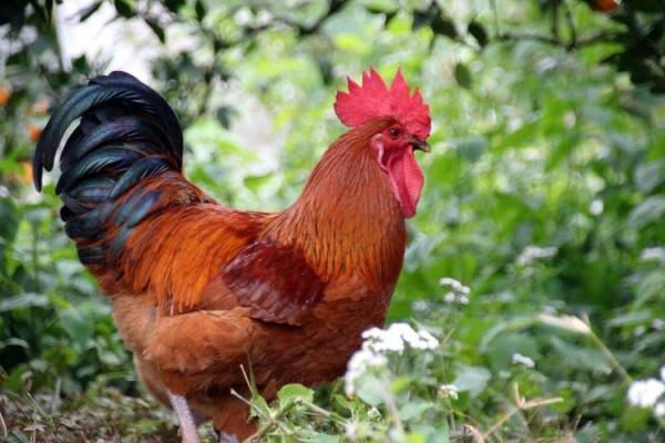 生肖鸡：为何在幸福的路上频频失足？揭示背后的命理秘密