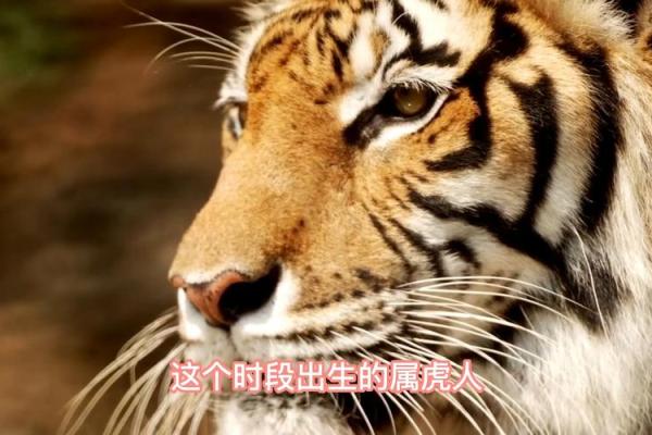 属虎人四月初六的命运解析:智勇双全、运势如何? 属虎人四月初六的命运解析:智勇双全、运势如何?