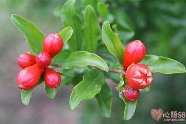 石榴木命男人的生涯选择与发展之路 石榴木命男人的生涯选择与发展之路