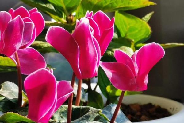 揭开石榴木命贵人之谜:如何利用五行知识顺风顺水 揭开石榴木命贵人之谜:如何利用五行知识顺风顺水