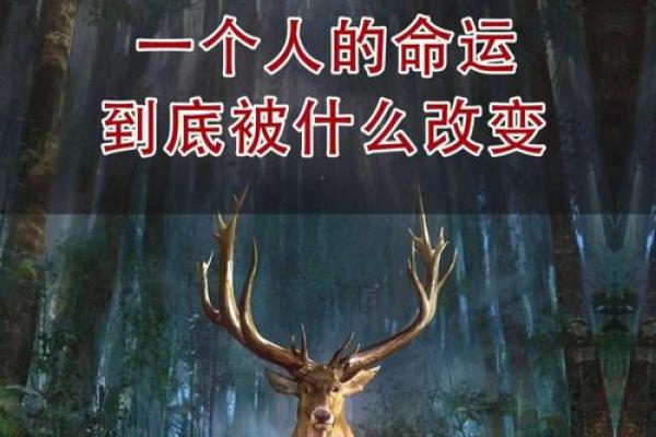 92年属猴人的命运解析：机智与挑战并存