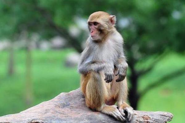 十二生肖中的富贵命,哪个动物最受宠? 十二生肖中的富贵命,哪个动物最受宠?