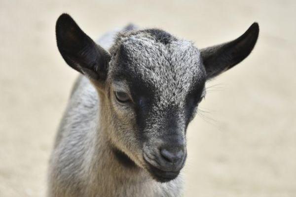 属羊土命的车内挂饰选择指南,助您平安旅行! 属羊土命的车内挂饰选择指南,助您平安旅行!