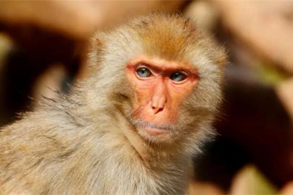 属猴女孩的命运解析:五月初一出生的特别魅力与潜力 属猴女孩的命运解析:五月初一出生的特别魅力与潜力