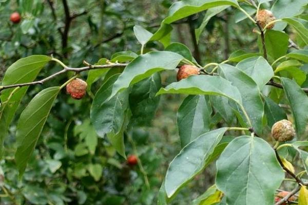 桑拓木命:解读命理中的桑树与拓树之意 桑拓木命:解读命理中的桑树与拓树之意