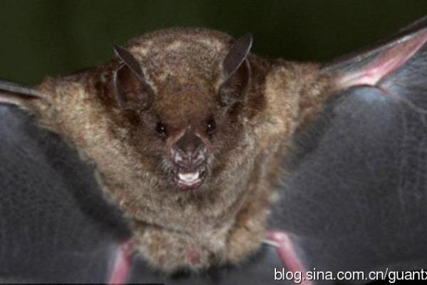 深度解析：命里劫数三大难，哪些动物最受影响？