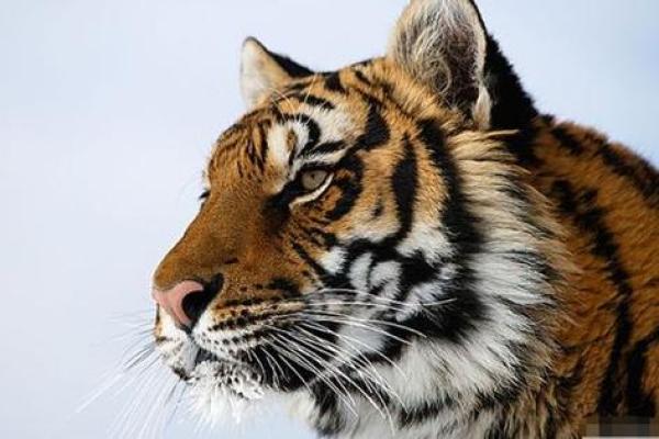 属虎的火命人生:照亮未来的49岁旅程 属虎的火命人生:照亮未来的49岁旅程