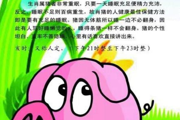 属猪人的五行命解析：深入探讨猪年的命理与运势