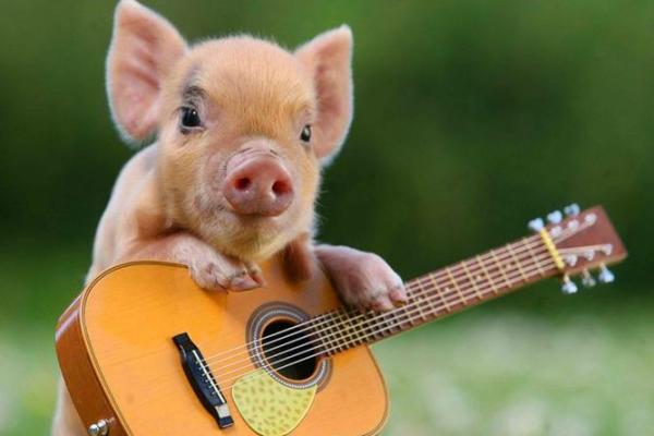 揭秘七月出生猪宝宝的命运与性格特征! 揭秘七月出生猪宝宝的命运与性格特征!