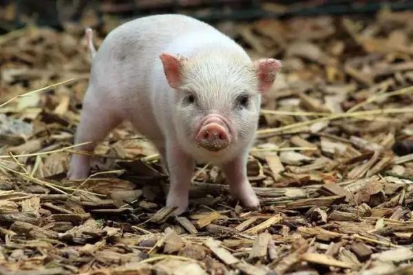 揭秘七月出生猪宝宝的命运与性格特征! 揭秘七月出生猪宝宝的命运与性格特征!