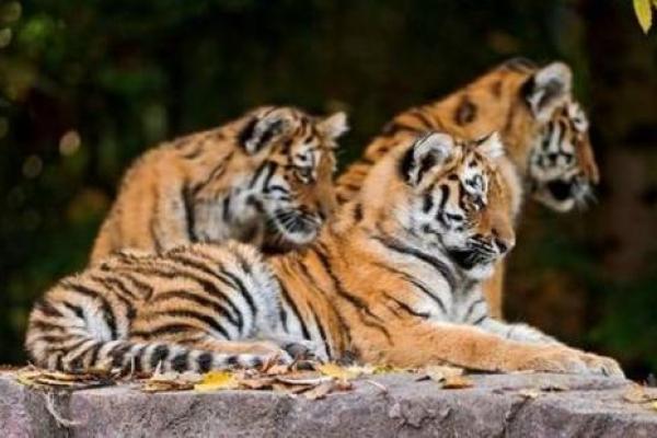 生肖虎女:天生的皇帝命格与人生之路探秘 生肖虎女:天生的皇帝命格与人生之路探秘