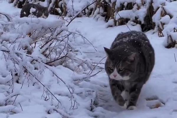 适合养猫的命格,看看你是否有这份缘分! 适合养猫的命格,看看你是否有这份缘分!