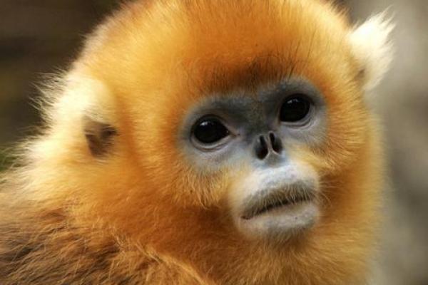 属猴的1980年:起伏人生与好运相伴的命运解析 属猴的1980年:起伏人生与好运相伴的命运解析