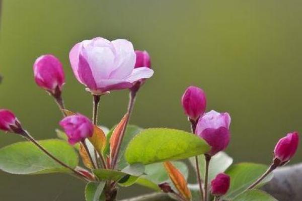 属狗人什么长相代表命好,解密总是与好运相伴的秘密! 属狗人什么长相代表命好,解密总是与好运相伴的秘密!