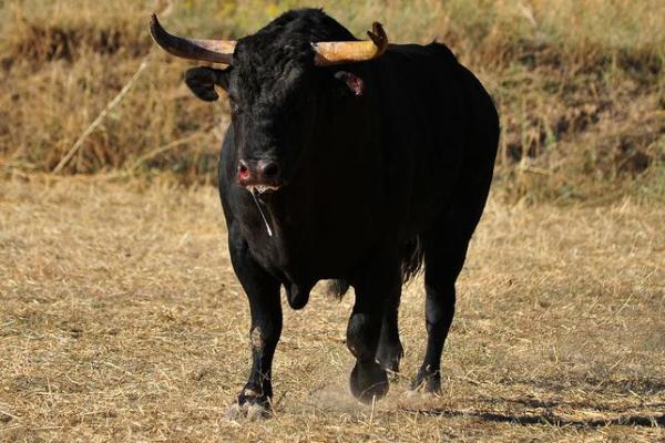 揭示：1997年属牛人的命运与性格特征解析