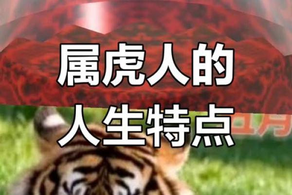 属虎人的命理特点与性格解析：勇敢与魅力并存的个体！