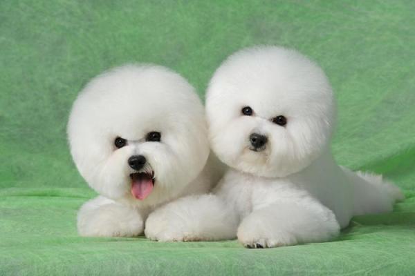 1995年出生的狗:探索属于你的命运与性格特征 1995年出生的狗:探索属于你的命运与性格特征