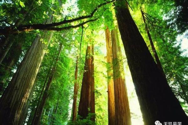 石榴木命者宜配什么颜色的木头?探索五行之美与和谐搭配! 石榴木命者宜配什么颜色的木头?探索五行之美与和谐搭配!