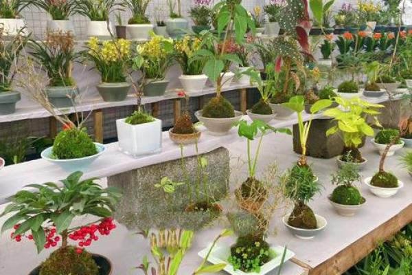 木命人办公桌摆放花卉的品位与讲究 木命人办公桌摆放花卉的品位与讲究