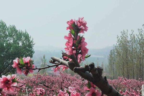 什么样的人命中带桃花,轻松开运,艳福多多? 什么样的人命中带桃花,轻松开运,艳福多多?
