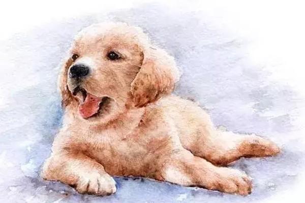 属狗41岁命运分析：探讨生活与事业的精彩篇章