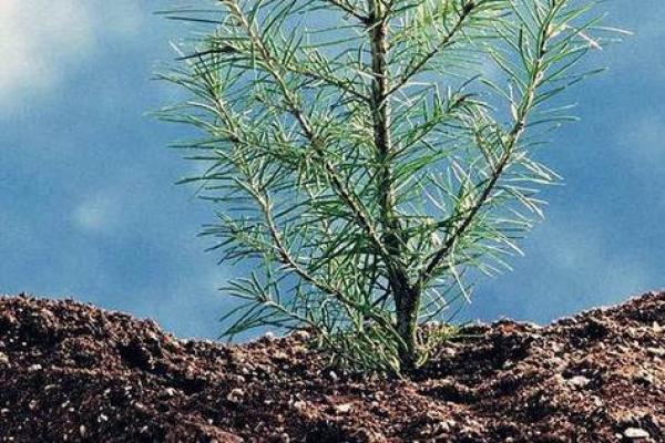 沙中土命的最佳配命解析:如何找到你的命理良缘? 沙中土命的最佳配命解析:如何找到你的命理良缘?