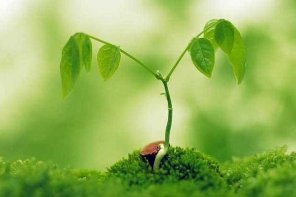 平地木命男孩的最佳命理配对,助你排忧解难! 平地木命男孩的最佳命理配对,助你排忧解难!