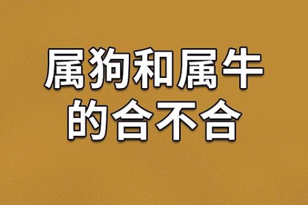 属狗1994年的人命运与性格解析:忠诚与勇气的结合 属狗1994年的人命运与性格解析:忠诚与勇气的结合