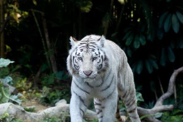 秋天出生的虎,给你带来什么样的命运? 秋天出生的虎,给你带来什么样的命运?