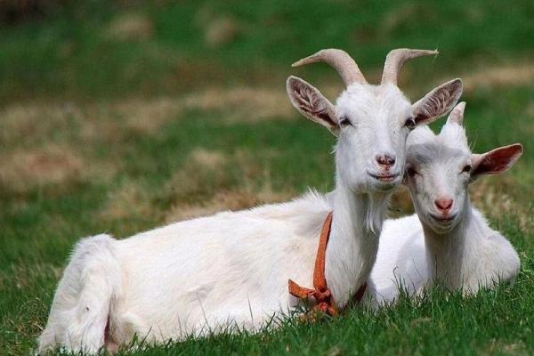 生肖羊：54岁后的命运转折与幸福之路