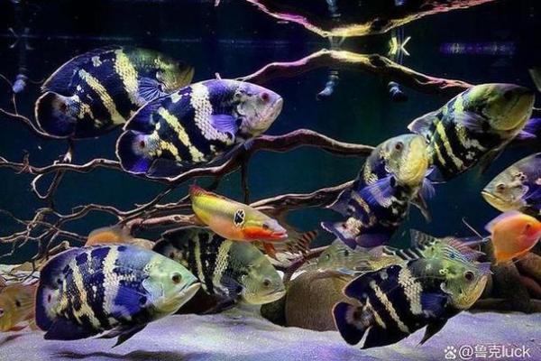 石榴木命人适合养什么颜色的鱼?探寻和谐之道! 石榴木命人适合养什么颜色的鱼?探寻和谐之道!