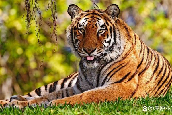 生肖虎人重视的价值观与生活追求