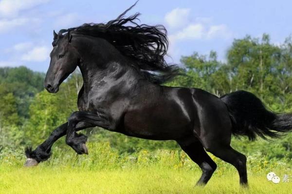 生肖马与土命,耳饰佩戴的最佳选择解析 生肖马与土命,耳饰佩戴的最佳选择解析