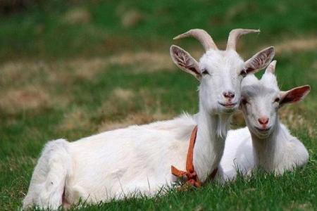 生肖羊：54岁后的命运转折与幸福之路