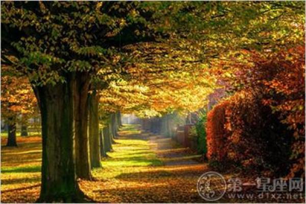 女大林木命:探寻内心的坚韧与成长之旅 女大林木命:探寻内心的坚韧与成长之旅