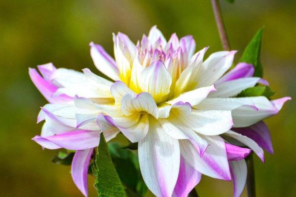 什么才算财主命？深入解读命主星的奥秘