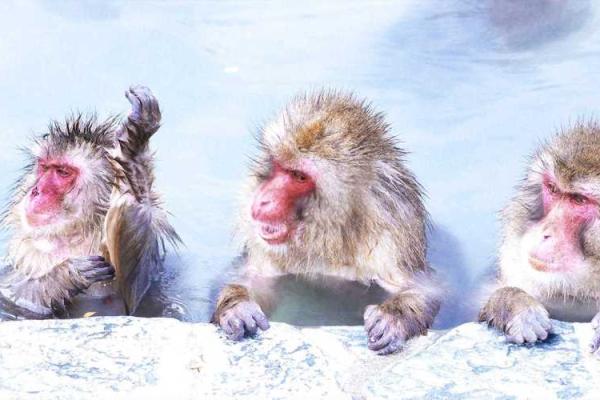 属虎者在3月初二出生,最佳命运解析与生活指南 属虎者在3月初二出生,最佳命运解析与生活指南