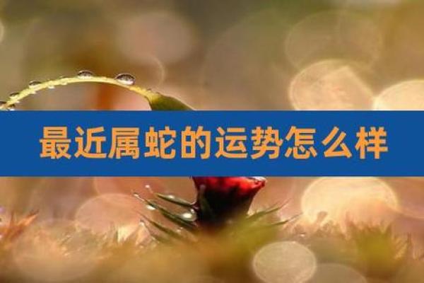 属蛇兔吃草，命星与运势的奇妙联结