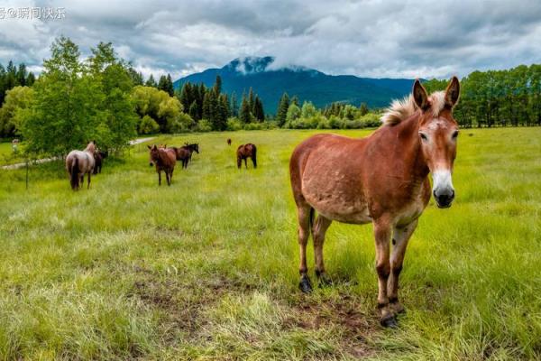 解析出生时辰对羊旺夫命的影响,助你找到真爱与幸福! 解析出生时辰对羊旺夫命的影响,助你找到真爱与幸福!