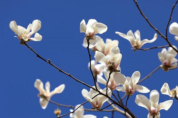 属牛戊时出生的命理解析与人生启示