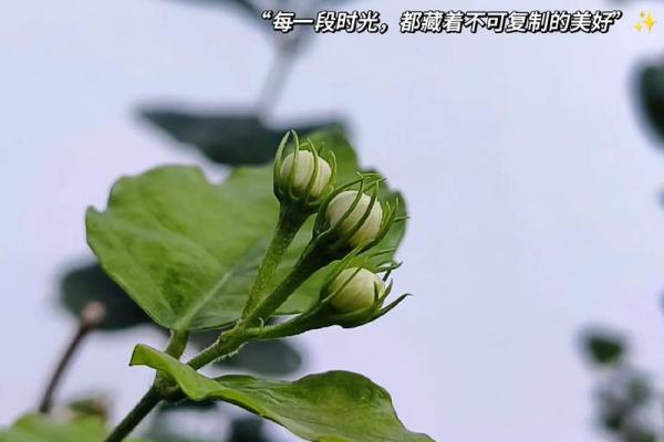 普通人的不普通生活:感受平凡中的美好与哲思 普通人的不普通生活:感受平凡中的美好与哲思