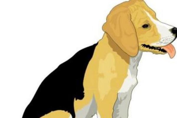 属狗大海水命的画作选择，让家居生活更和谐！