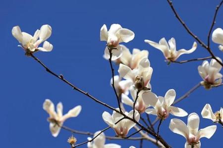 属牛戊时出生的命理解析与人生启示