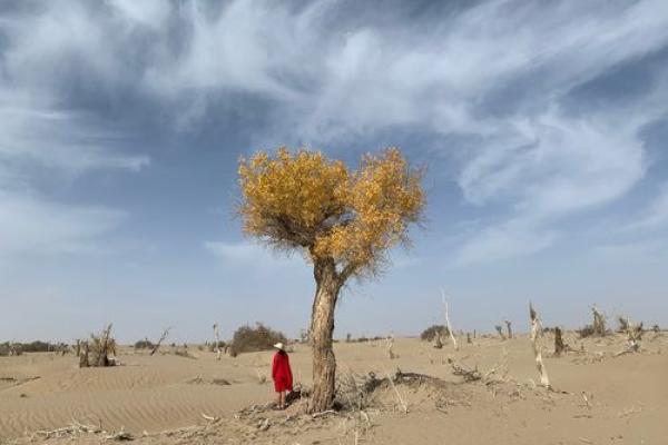 山木之虎命的奥秘:揭开命理的神奇面纱 山木之虎命的奥秘:揭开命理的神奇面纱