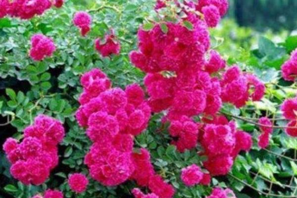 三月初一出生女孩的命格解析与人生运势探讨