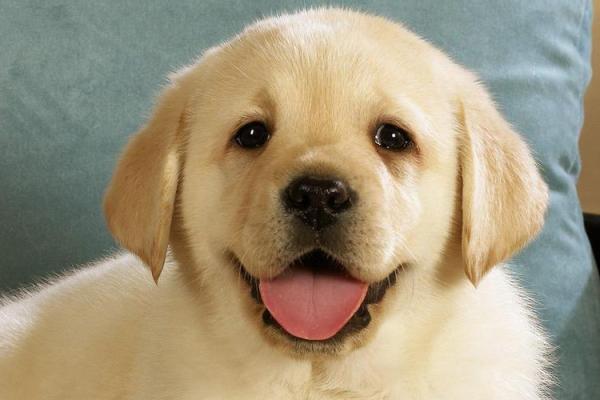 属狗之人的命理缺水：解析命运与幸福的奥秘