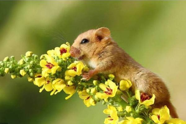 三十四岁属鼠的命运分析与生活启示