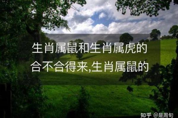 属鼠7月出生的人命理解析：天赋与挑战并存的命运之路
